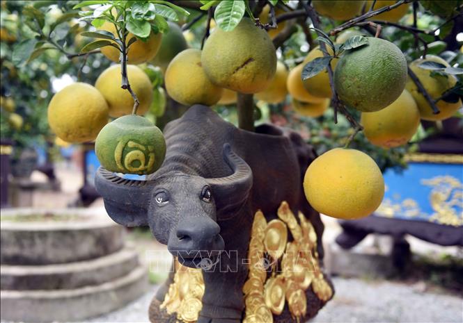 Trong ảnh: Trên cây 