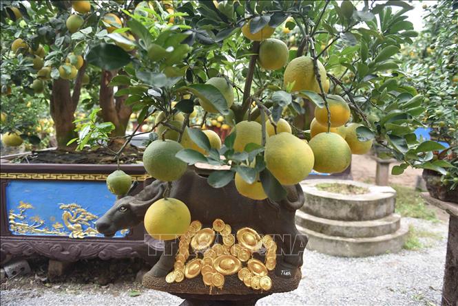 Trong ảnh: Năm nay, khách chọn mua bưởi cảnh chơi, biếu Tết nhiều. Bởi theo họ, loại cây chưng Tết này rất có ý nghĩa, nhất là các cây có nhiều quả chín vàng đẹp, thể hiện cho sự ấm áp, may mắn, để khởi đầu cho một năm làm ăn tấn tới. Ảnh: Phạm Kiên - TTXVN