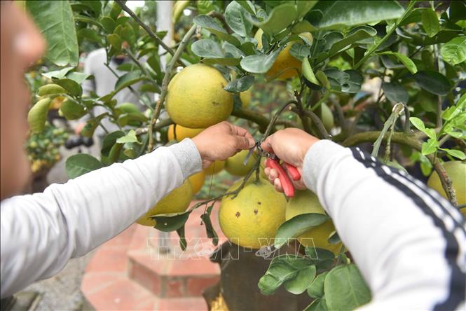 Trong ảnh: Để những cây bưởi bonsai có dáng thế đẹp rồi trồng trên lưng trâu, người trồng mất khoảng 2 năm chăm bón, cắt tỉa. Ảnh: Phạm Kiên - TTXVN