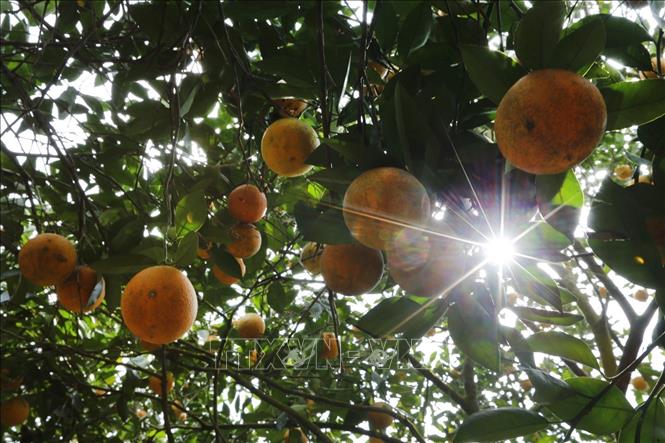 Photo: The harvesting time is from September to April. November is the main harvesting period. VNA Photo: Trọng Đạt 