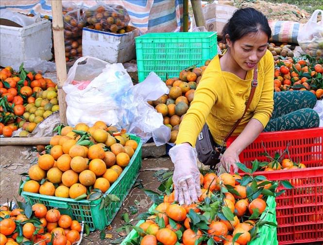 Photo: The harvesting time is from September to April. November is the main harvesting period. VNA Photo: Trọng Đạt 