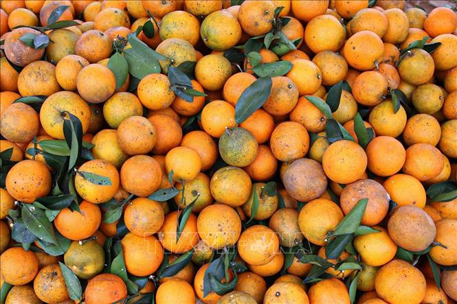 Photo: The harvesting time is from September to April. November is the main harvesting period. VNA Photo: Trọng Đạt 