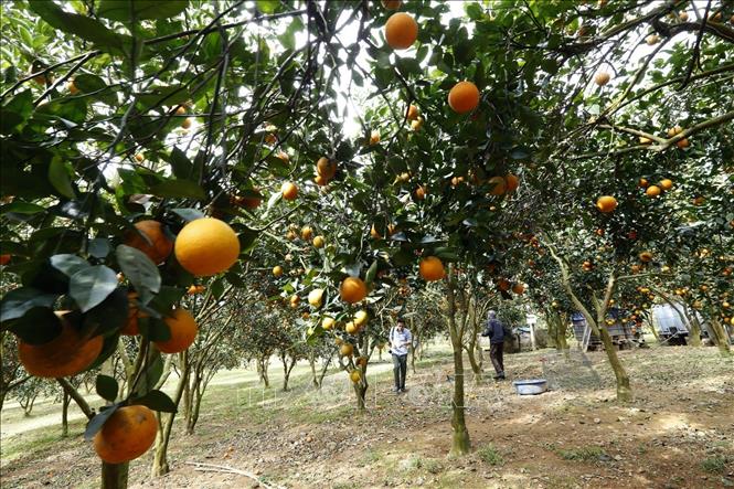 Photo: The harvesting time is from September to April. November is the main harvesting period. VNA Photo: Trọng Đạt 