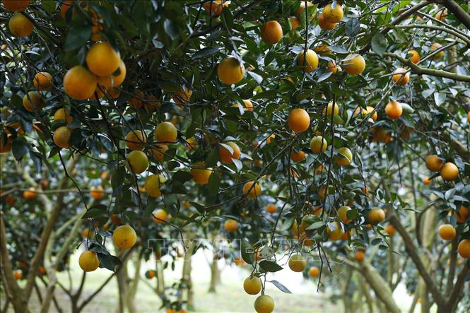 Photo: The harvesting time is from September to April. November is the main harvesting period. VNA Photo: Trọng Đạt 