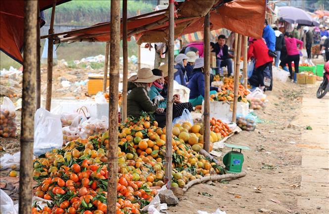 Photo: The harvesting time is from September to April. November is the main harvesting period. VNA Photo: Trọng Đạt 
