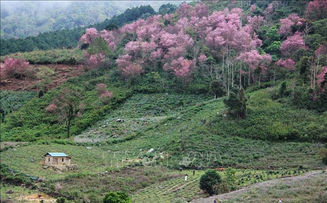 Trong ảnh: Cả rừng Mai anh đào nằm dưới chân núi Langbiang. Ảnh: Đặng Tuấn – TTXVN 
