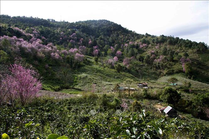 Trogn ảnh: Mai anh đào của nước ta có hình dáng giống cây mận, hoa năm cánh như hoa mai nên được gọi là mai anh đào. Ảnh: Đặng Tuấn – TTXVN 

