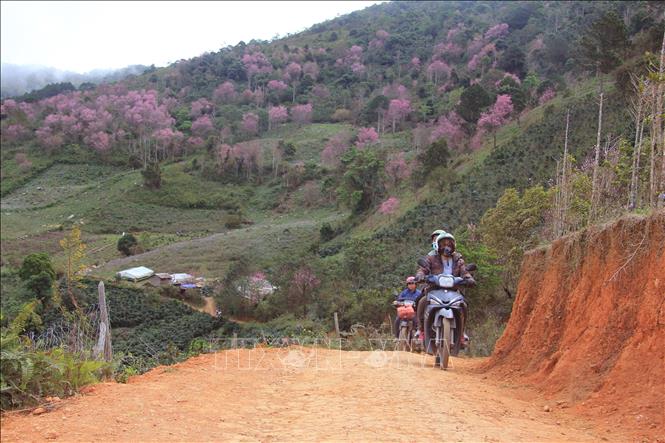 Trong ảnh: Mai anh đào năm nay đặc biệt làm say lòng du khách. Ảnh: Đặng Tuấn – TTXVN 
