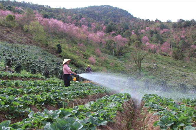 Trong ảnh: Người đồng báo K’ho canh tác bên rừng mai tự nhiên. Ảnh: Đặng Tuấn – TTXVN 

