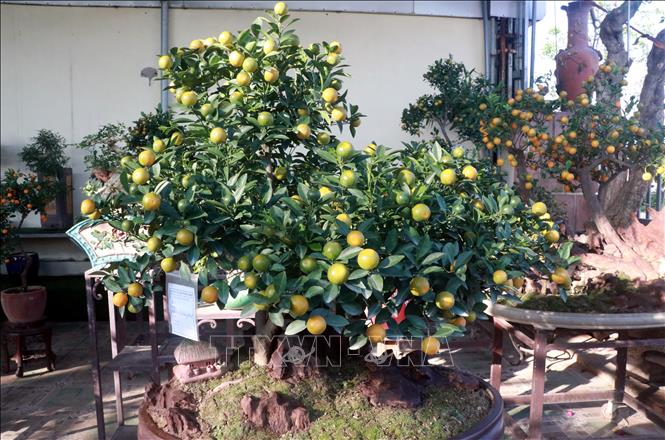 Trong ảnh: Những cây quất cảnh chơi Tết được người dân làng trồng quất ở xã Nam Toàn, huyện Nam Trực, tỉnh Nam Định tạo dáng bắt mắt. Ảnh: Nguyễn Lành - TTXVN