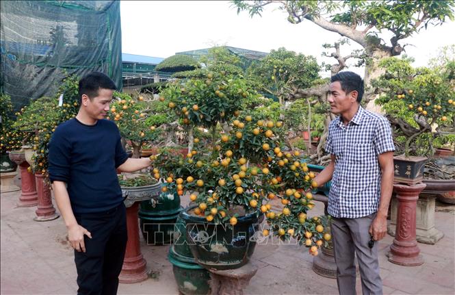 Trong ảnh: Du khách xem, lựa chọn quất ở xã Nam Toàn, huyện Nam Trực, tỉnh Nam Định về chơi Tết. Ảnh: Nguyễn Lành - TTXVN
