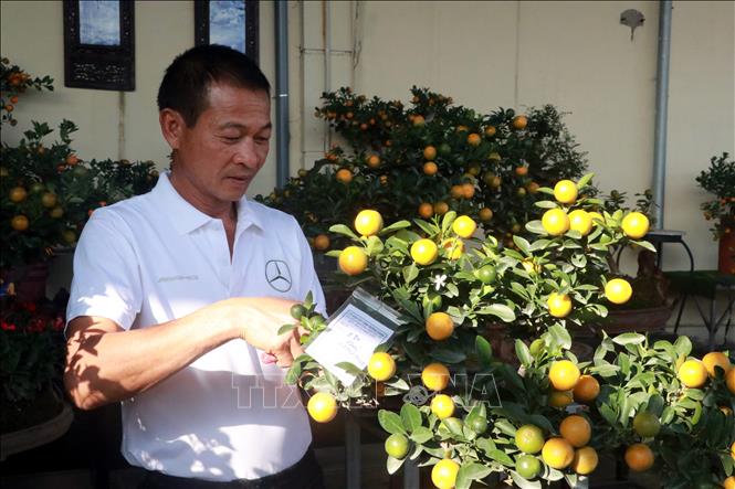 Trong ảnh: Người trồng quất ở xã Nam Toàn, huyện Nam Trực, tỉnh Nam Định tạo dáng, thế cho cây quất. Ảnh: Nguyễn Lành - TTXVN