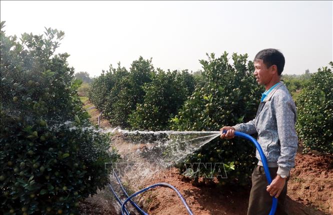 Trong ảnh: Người trồng quất ở xã Nam Cường, huyện Nam Trực, tỉnh Nam Định chăm sóc quất. Ảnh: Nguyễn Lành - TTXVN