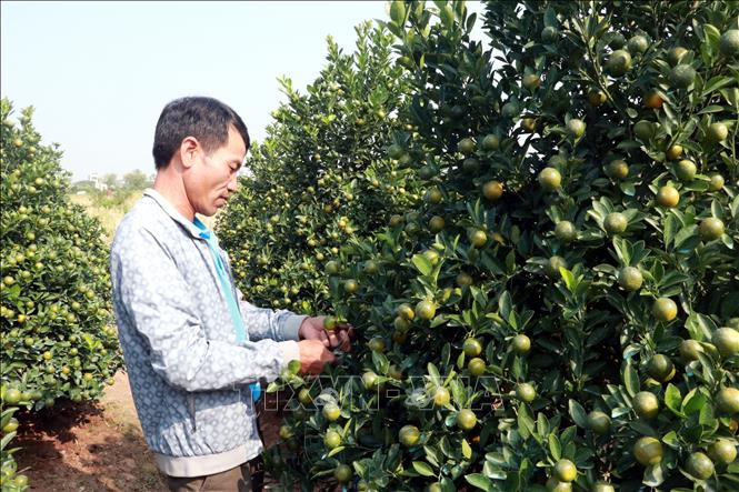 Trong ảnh: Người trồng quất ở xã Nam Cường, huyện Nam Trực, tỉnh Nam Định chăm sóc quất. Ảnh: Nguyễn Lành - TTXVN
