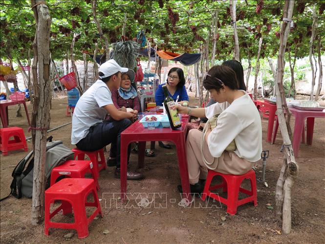 Trong ảnh: Du khách được những người nông dân chủ vườn mời thưởng thức các sản phẩm từ trái nho ngay dưới giàn nho xanh mát. Ảnh: Minh Hưng - TTXVN.                               