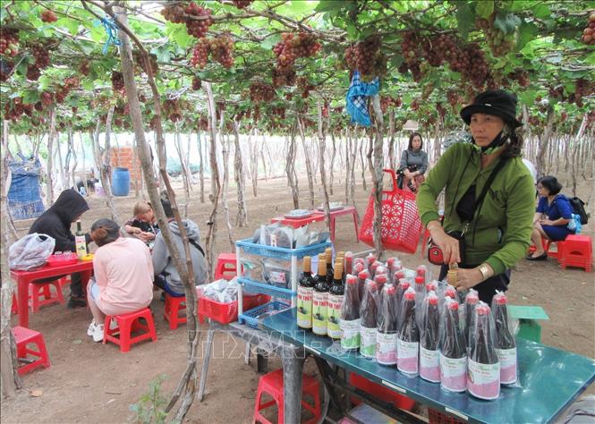 Trong ảnh: Các cơ sở ở sản xuất ở Làng nho Thái An (xã Vĩnh Hải, huyện Ninh Hải) đẩy mạnh chế biến các sản phẩm từ trái nho tươi như mật nho, siro nho, rượu nho, mứt nho phục vụ du khách. Ảnh: Nguyễn Thành – TTXVN