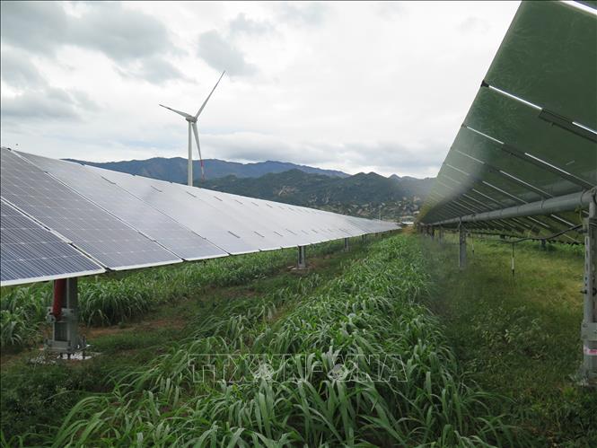 Trồng và phát triển cây cỏ ngọt SV1 tại Hà Giang  Ảnh thời sự trong nước   Kinh tế  Thông tấn xã Việt Nam TTXVN