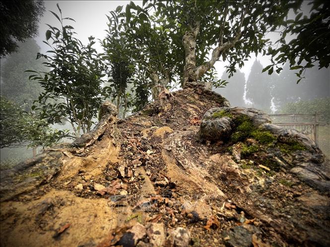 Mỗi lần có hiện tượng mối xâm nhập cây chè, xã đều có báo cáo với huyện và mời cán bộ kỹ thuật đến để xử lý bằng chế phẩm sinh học. Ảnh: Tuấn Anh - TTXVN