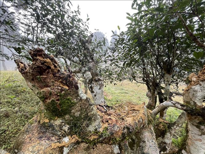 Không chỉ riêng cây chè tổ có hiện tượng này mà cả vùng chè có nhiều cây khác cũng bị mối ăn, có cây đã bị chết. Ngoài ra, do các cây chè có tuổi đời cao, sức chống chọi với điều kiện tự nhiên không được tốt nên dẫn đến hiện tượng cây chè bị chết. Ảnh: Tuấn Anh - TTXVN