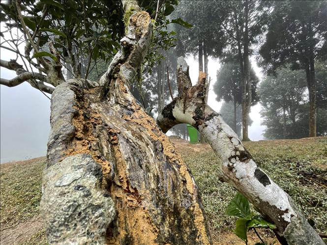 Không chỉ riêng cây chè tổ có hiện tượng này mà cả vùng chè có nhiều cây khác cũng bị mối ăn, có cây đã bị chết. Ngoài ra, do các cây chè có tuổi đời cao, sức chống chọi với điều kiện tự nhiên không được tốt nên dẫn đến hiện tượng cây chè bị chết. Ảnh: Tuấn Anh - TTXVN