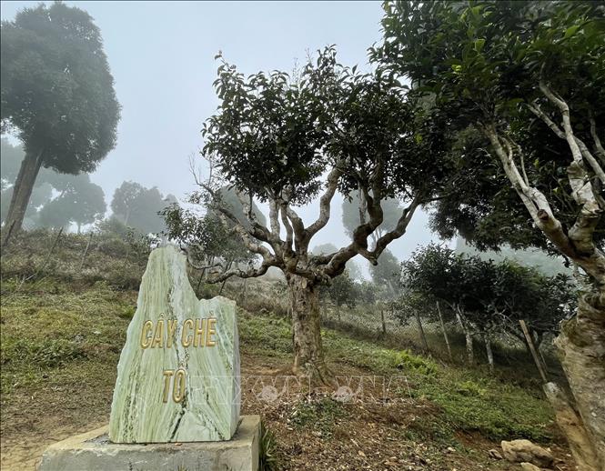 Thực ra cây chè tổ đã có hiện tượng yếu từ lâu, dùng chế phẩm sinh học cũng không lại được, bên cạnh đó việc người dân và du khách đi lại quanh gốc nhiều cũng khiến rễ cây bị nghẽn. Ảnh: Tuấn Anh - TTXVN