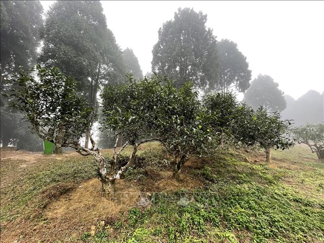 Không chỉ riêng cây chè tổ có hiện tượng này mà cả vùng chè có nhiều cây khác cũng bị mối ăn, có cây đã bị chết. Ngoài ra, do các cây chè có tuổi đời cao, sức chống chọi với điều kiện tự nhiên không được tốt nên dẫn đến hiện tượng cây chè bị chết. Ảnh: Tuấn Anh - TTXVN