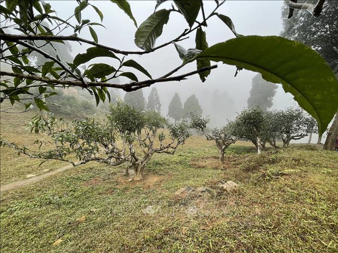 Quần thể chè Shan Tuyết cổ thụ xã Suối Giàng mọc tự nhiên ở độ cao 1.300 – 1.800 mét so với mặt nước biển, quanh năm được bao bọc bởi mây mù, tuổi đời từ 100 đến 400 năm. Hiện xã Suối Giàng có trên 500ha chè Shan Tuyết, trong đó có 400 cây chè Shan Tuyết cổ thụ đã được công nhận là cây di sản Việt Nam. Ảnh: Tuấn Anh - TTXVN