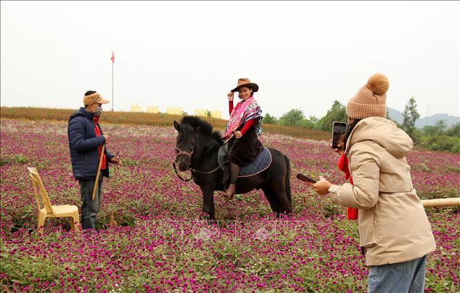 Trong ảnh: Du khách tạo dáng chụp ảnh lưu niệm tại cánh đồng hoa ở thị xã Thái Hòa (Nghệ An). Ảnh: Văn Tý - TTXVN