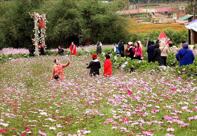 Trong ảnh: Du khách tham quan, chụp ảnh tại cánh đồng hoa ở thị xã Thái Hòa (Nghệ An). Ảnh: Văn Tý - TTXVN
