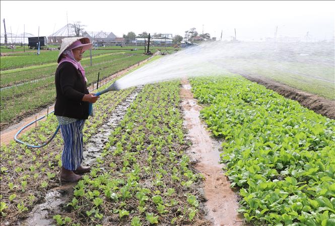 Trong ảnh: Nông dân chăm sóc rau màu cho vụ Tết Nguyên đán. Ảnh: Phạm Cường-TTXVN