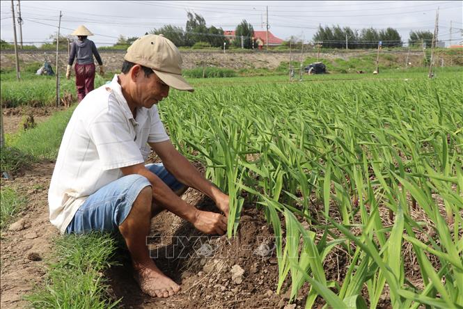 Trong ảnh: Anh Huỳnh Văn Tèo, xã Bình Ngọc chăm sóc hoa lay ơn cho vụ Tết Nguyên đán. Ảnh: Phạm Cường-TTXVN