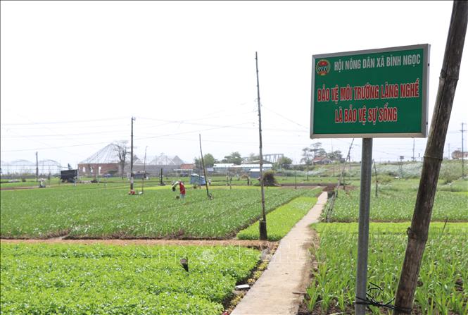 Trong ảnh: Làng hoa rau Ngọc Lãng, xã Bình Ngọc, thành phố Tuy Hòa, Phú Yên. Ảnh: Phạm Cường-TTXVN