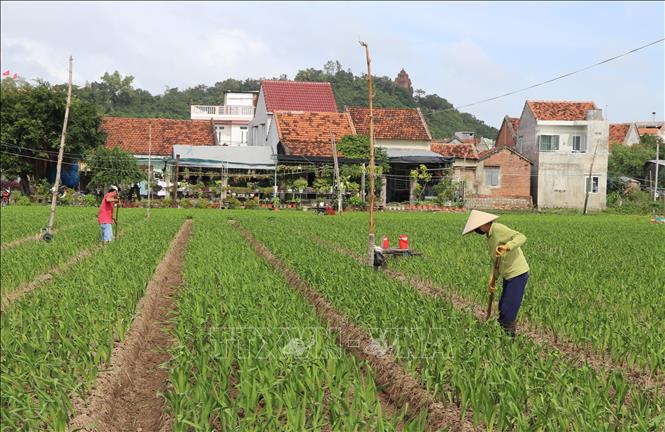 Trong ảnh: Nông dân chăm sóc tưới nước cho hoa lay ơn nở đều vụ Tết Nguyên đán. Ảnh: Phạm Cường-TTXVN