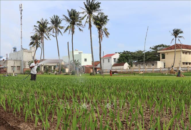 Trong ảnh: Nông dân chăm sóc hoa lay ơn vụ Tết. Ảnh: Phạm Cường-TTXVN