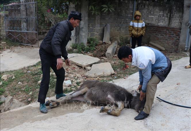 Photo: Animals in Tuan Giao district, Dien Bien province suffer chilblain due to the cold weather. VNA Photo 