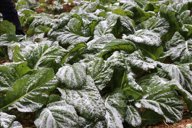 Photo: Vegetable fields in Ha Giang province are damaged. VNA Photo