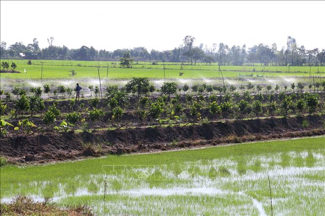 Trong ảnh: Chuyển đổi  từ đất lúa sang trồng cây ăn trái ở thành phố Cao Lãnh. Ảnh : Nguyễn Văn Trí - TTXVN