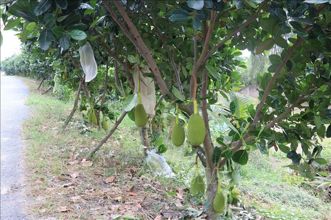 Trong ảnh: Tăng diện tích trồng cây ăn trái ở Đồng Tháp. Ảnh : Nguyễn Văn Trí - TTXVN