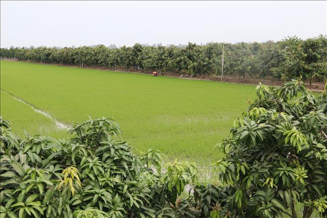 Trong ảnh: Chuyển từ đất lúa lên trồng cây ăn trái ở huyện Thanh Bình. Ảnh : Nguyễn Văn Trí - TTXVN