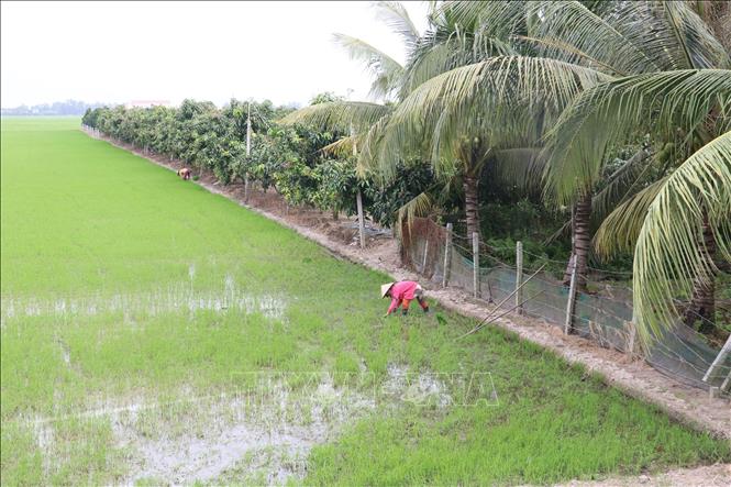 Trong ảnh : Chuyển từ đất lúa  lên trồng cây ăn trái ở huyện Thanh Bình. Ảnh : Nguyễn Văn Trí - TTXVN