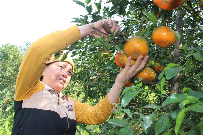 Trong ảnh: Người nông dân cắt những lứa cam bói đầu tiên để bán. Ảnh: Hoàng Ngà - TTXVN