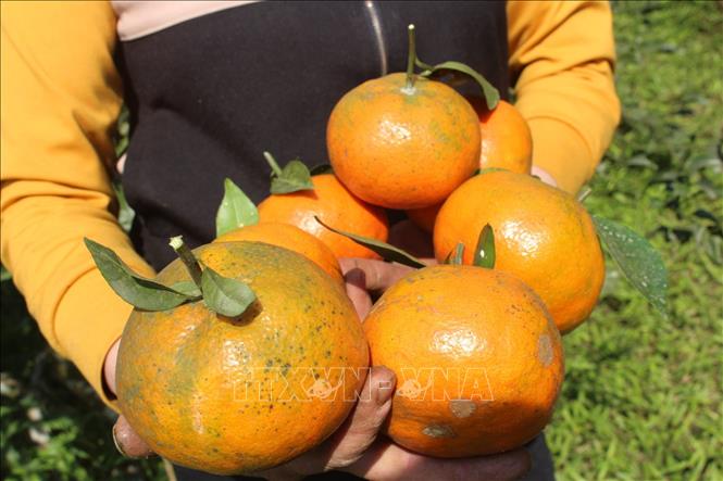 Trong ảnh: Cam bù là giống cam bóc vỏ, mỗi quả có thể nặng đến 400 gram, vị ngọt thanh và có khả năng chữa cảm cúm. Ảnh: Hoàng Ngà - TTXVN