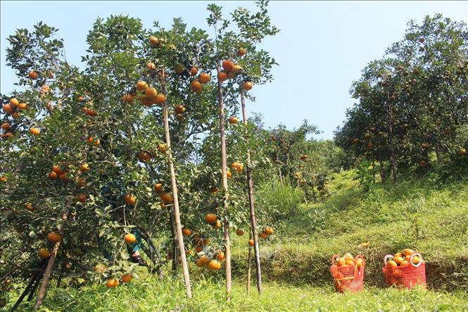 Trong ảnh: Những vườn cam bù trĩu qủa, nông dân huyện Hương Sơn phải dùng sào để đỡ. Ảnh: Hoàng Ngà - TTXVN