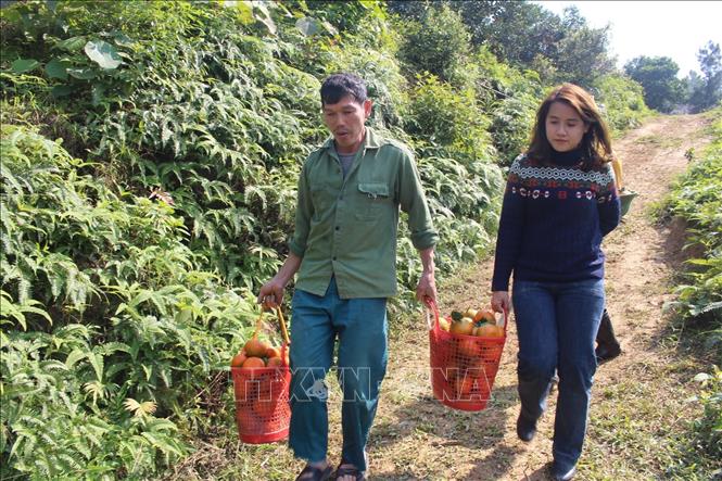 Trong ảnh: Nhiều người tìm đến tận vườn để lựa chọn những quả cam bù ngon nhất. Ảnh: Hoàng Ngà - TTXVN