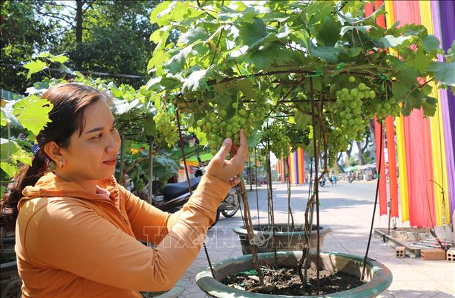 Trong ảnh: Người dân mê mẩn trước những chậu nho trĩu quả. Ảnh: Chương Đài - TTXVN