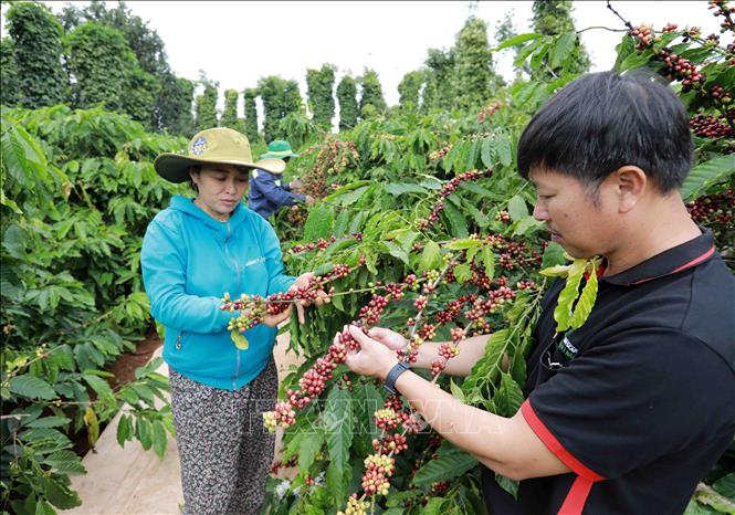Trong ảnh: Vườn cà phê tham gia dự án giúp tiết kiệm 40% lượng nước tưới, giảm 20% lượng phân bón hóa học và thuốc trừ sâu, cho năng suất đạt 4,5 - 5 tấn/ha, cao hơn năng suất bình quân của cả nước (2,6 tấn/ha). Ảnh: Vũ Sinh – TTXVN