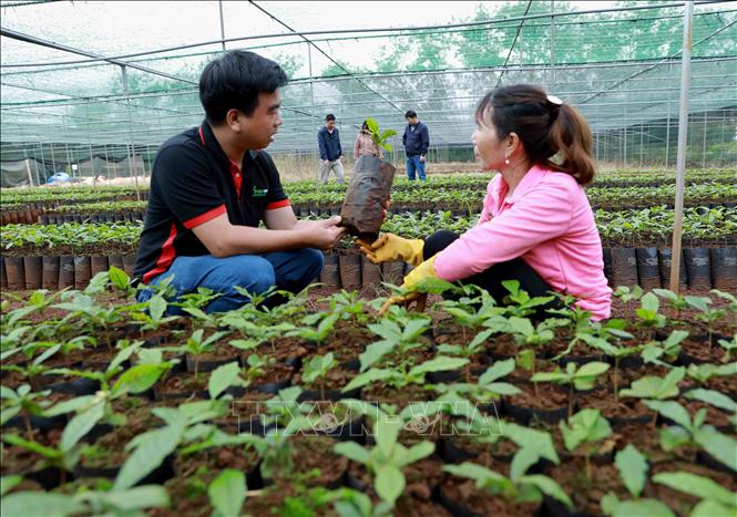 Trong ảnh: Đến nay, dự án tái canh cà phê gắn với phát triển bền vững đã cung cấp khoảng 46 triệu cây giống kháng bệnh cho năng suất cao, giúp nông dân trồng tái canh được 46.000 ha diện tích cà phê già cỗi ở Tây Nguyên. Ảnh: Vũ Sinh – TTXVN