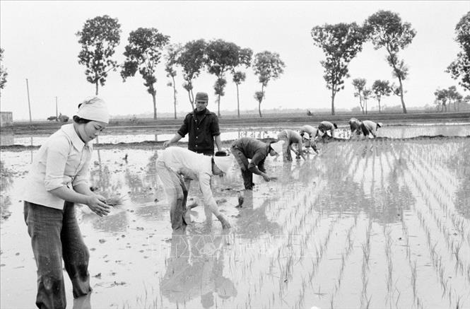 Trong ảnh: Từ chỗ thiếu ăn triền miên, năm 1989 còn phải nhập hơn 45 vạn tấn gạo, Việt Nam đã vươn lên đáp ứng nhu cầu trong nước, có dự trữ và xuất khẩu, góp phần quan trọng ổn định đời sống nhân dân và cải thiện cán cân xuất nhập khẩu. Ảnh: Đình Na - TTXVN
