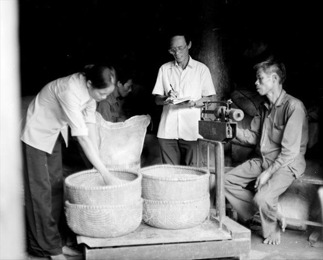 Từ chỗ thiếu ăn triền miên, năm 1989 còn phải nhập hơn 45 vạn tấn gạo, Việt Nam đã vươn lên đáp ứng nhu cầu trong nước, có dự trữ và xuất khẩu, góp phần quan trọng ổn định đời sống nhân dân và cải thiện cán cân xuất nhập khẩu. Ảnh: TTXVN