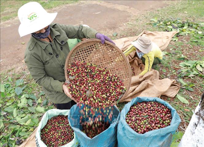 Trong ảnh: Cà phê cho năng suất đạt 4,5 - 5 tấn/ha, cao hơn năng suất bình quân của cả nước (2,6 tấn/ha). Ảnh: Vũ Sinh – TTXVN